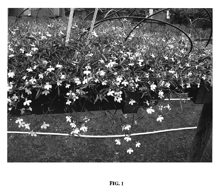 Figure 1 of US plant patent PP19053, the photograph of Tech Hewhit printed in the patent.