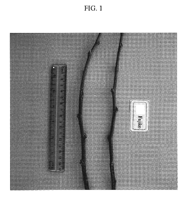 Figure 1 of US plant patent PP19054, the photograph of Fujiko printed in the patent.