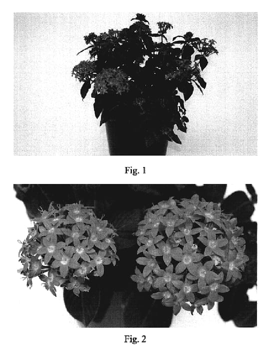 Figure 1 of US plant patent PP19055, the photograph of Nakpen005 printed in the patent.