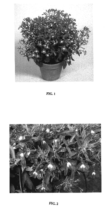 Figure 1 of US plant patent PP19056, the photograph of Tech Heupbule printed in the patent.
