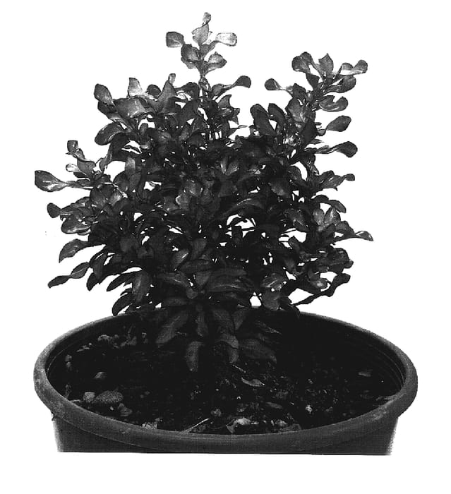 Figure 1 of US plant patent PP19057, the photograph of Golden Glow printed in the patent.