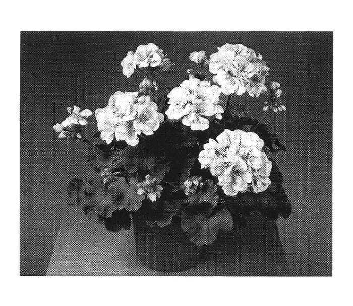 Figure 1 of US plant patent PP19058, the photograph of Fistansal printed in the patent.