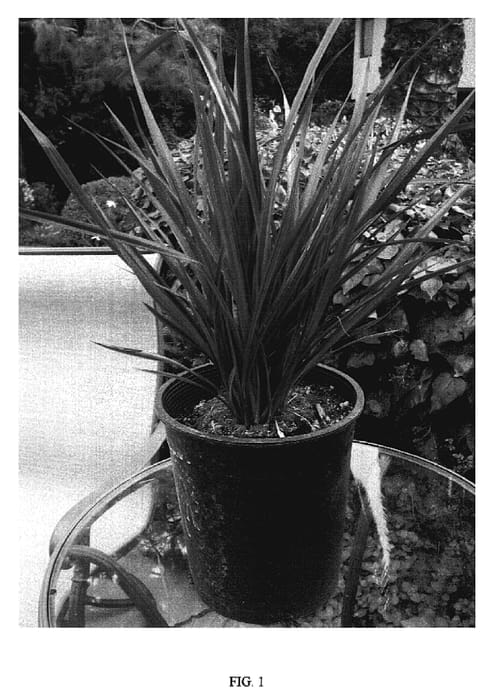 Figure 1 of US plant patent PP19059, the photograph of Jubilee printed in the patent.