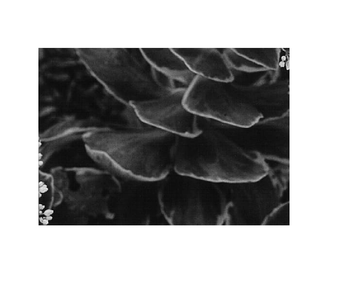 Figure 1 of US plant patent PP19060, the photograph of Pink Chablis printed in the patent.