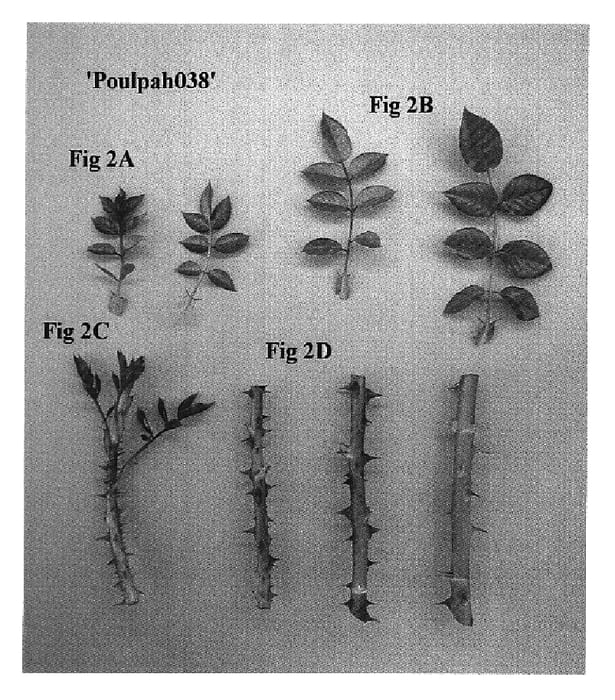 Figure 2 of US plant patent PP19061, the photograph of Poulpah038 printed in the patent.