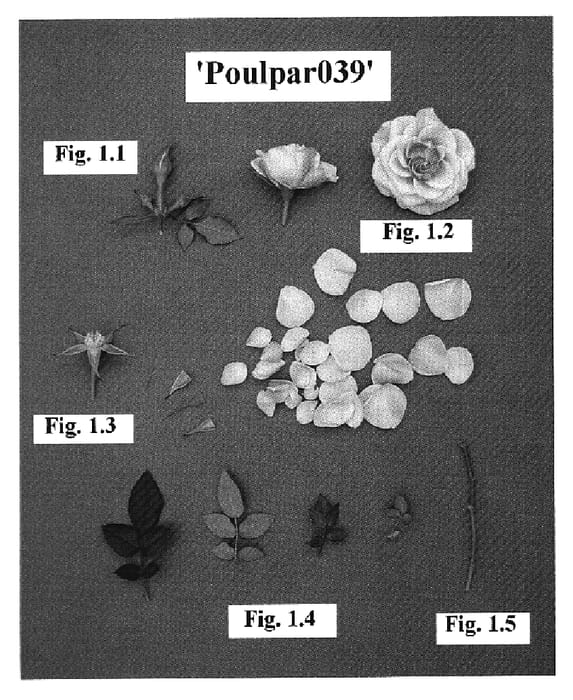 Figure 1 of US plant patent PP19062, the photograph of Poulpar039 printed in the patent.