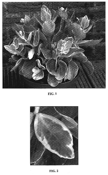 Figure 1 of US plant patent PP19063, the photograph of Diamond Edge printed in the patent.