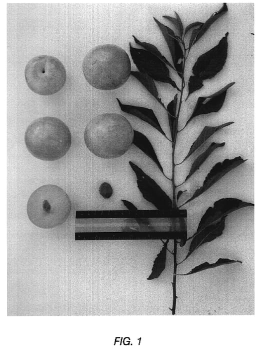 Figure 1 of US plant patent PP19064, the photograph of suplumthirtyone printed in the patent.