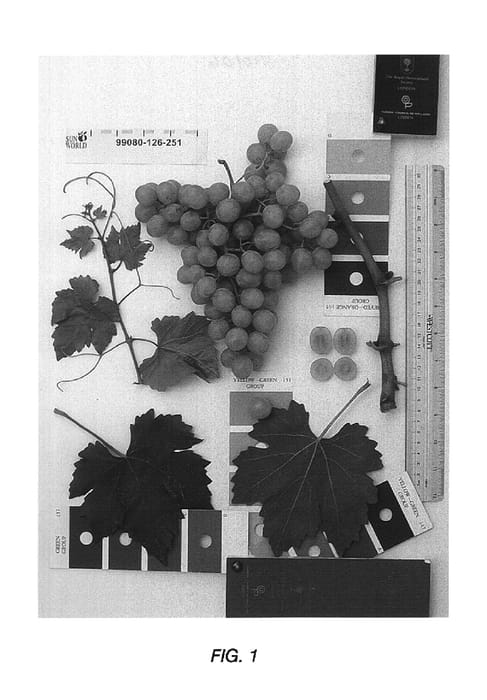 Figure 1 of US plant patent PP19065, the photograph of Sugrathirtyone printed in the patent.