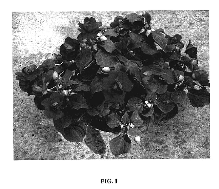 Figure 1 of US plant patent PP19066, the photograph of Silte Pur printed in the patent.