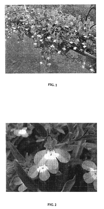 Figure 1 of US plant patent PP19067, the photograph of Tech Helitbule printed in the patent.