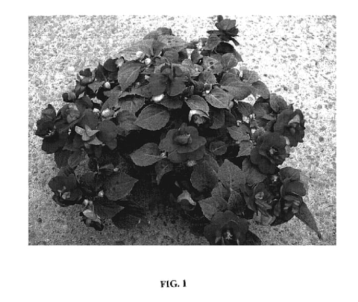 Figure 1 of US plant patent PP19068, the photograph of Silte Reeda printed in the patent.