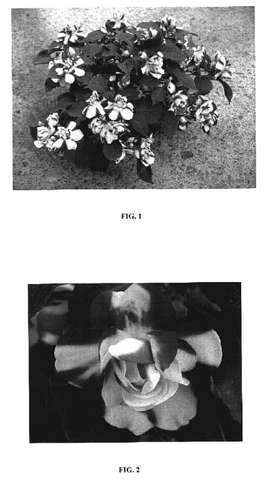 Figure 1 of US plant patent PP19069, the photograph of Silte Redsar printed in the patent.