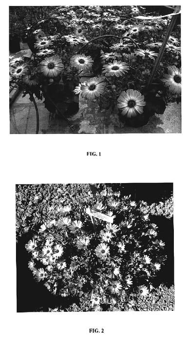 Figure 1 of US plant patent PP19070, the photograph of Trad Purbilor printed in the patent.