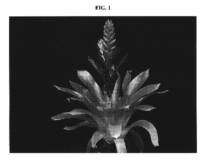 Figure 1 of US plant patent PP19071, the photograph of Magic printed in the patent.