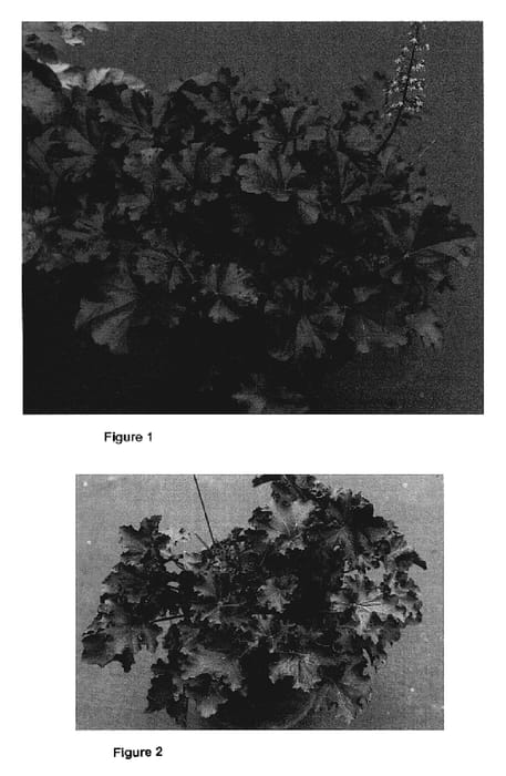Figure 1 of US plant patent PP19072, the photograph of Mahogany printed in the patent.