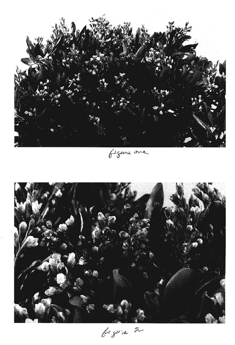 Figure 1 of US plant patent PP19073, the photograph of Listo printed in the patent.