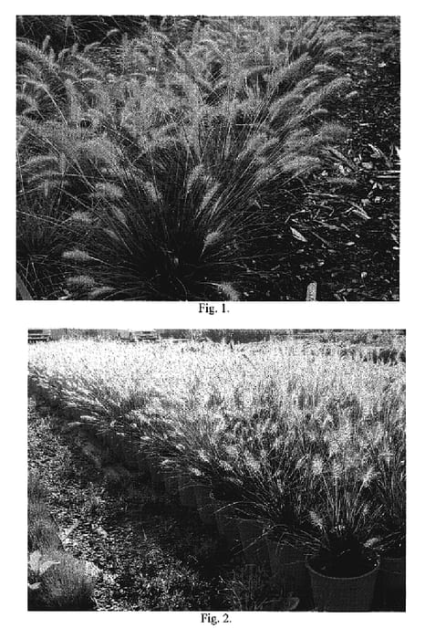 Figure 1 of US plant patent PP19074, the photograph of Piglet printed in the patent.