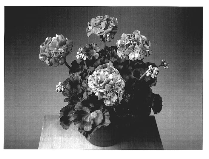 Figure 1 of US plant patent PP19075, the photograph of Fistarol printed in the patent.