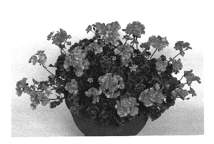 Figure 1 of US plant patent PP19076, the photograph of Fisrolamon printed in the patent.