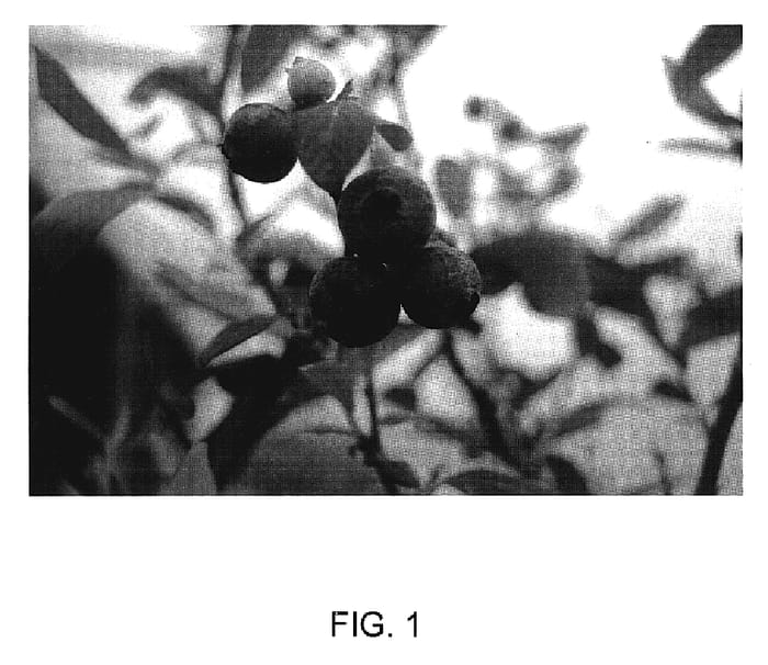 Figure 1 of US plant patent PP19077, the photograph of HX printed in the patent.