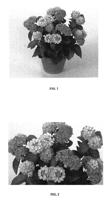 Figure 1 of US plant patent PP19078, the photograph of Bante oransun printed in the patent.