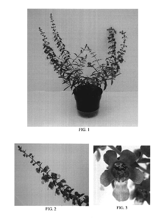 Figure 1 of US plant patent PP19079, the photograph of Balanglabi printed in the patent.