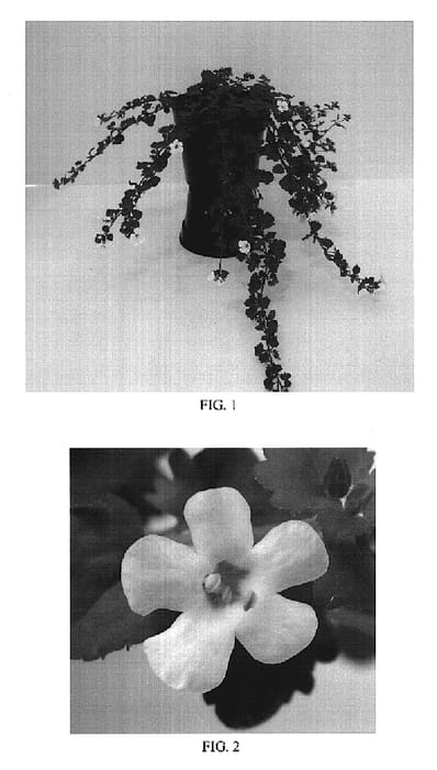 Figure 1 of US plant patent PP19080, the photograph of Balabowite printed in the patent.