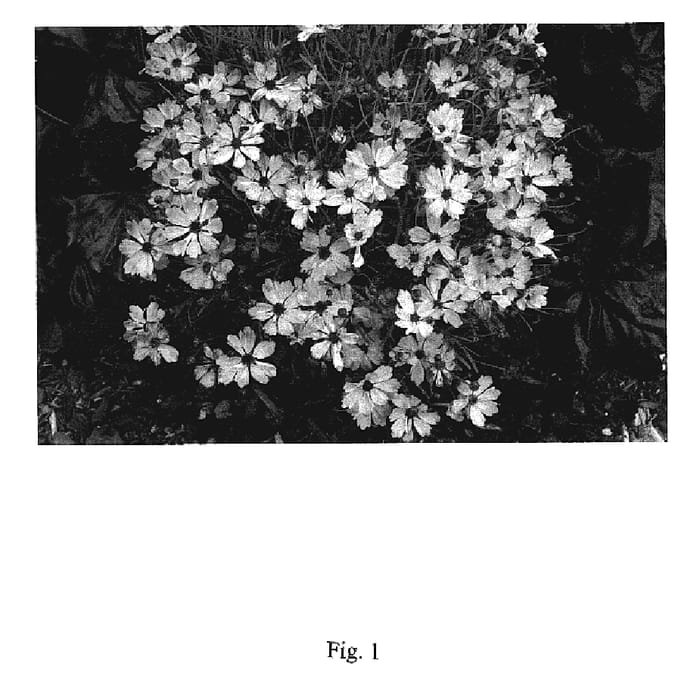 Figure 1 of US plant patent PP19081, the photograph of RP #4 printed in the patent.