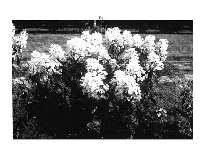 Figure 1 of US plant patent PP19082, the photograph of HYPMAD I printed in the patent.