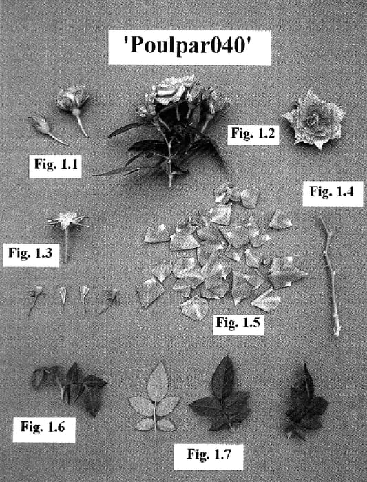 Figure 1 of US plant patent PP19083, the photograph of Poulpar040 printed in the patent.