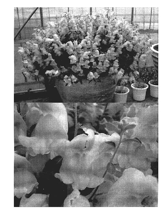 Figure 1 of US plant patent PP19084, the photograph of Keiananzurem printed in the patent.