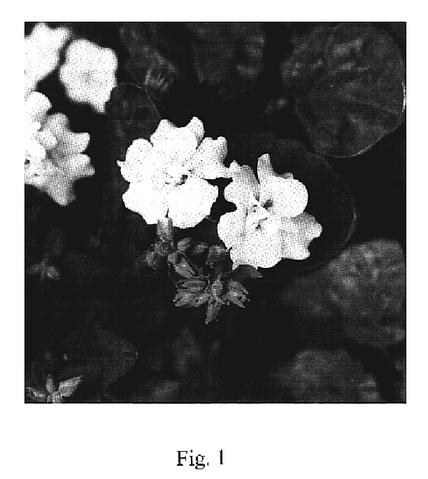Figure 1 of US plant patent PP19085, the photograph of Sumsut 03 printed in the patent.