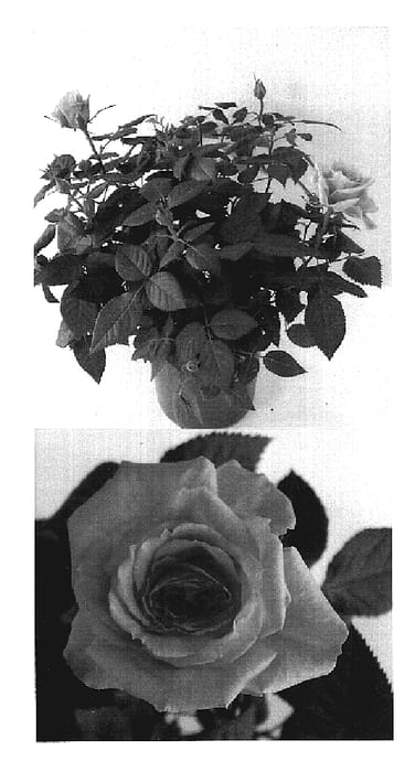 Figure 1 of US plant patent PP19086, the photograph of 4900 printed in the patent.
