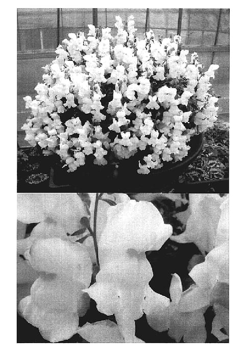 Figure 1 of US plant patent PP19087, the photograph of Keianmilkwam printed in the patent.