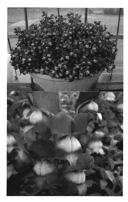 Figure 1 of US plant patent PP19088, the photograph of Keianichigorum printed in the patent.