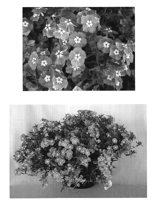 Figure 1 of US plant patent PP19089, the photograph of USPHLO1M printed in the patent.