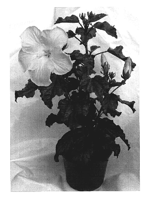 Figure 1 of US plant patent PP19090, the photograph of HJ-117 printed in the patent.