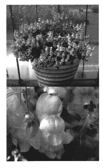 Figure 1 of US plant patent PP19091, the photograph of Keianmomorom printed in the patent.