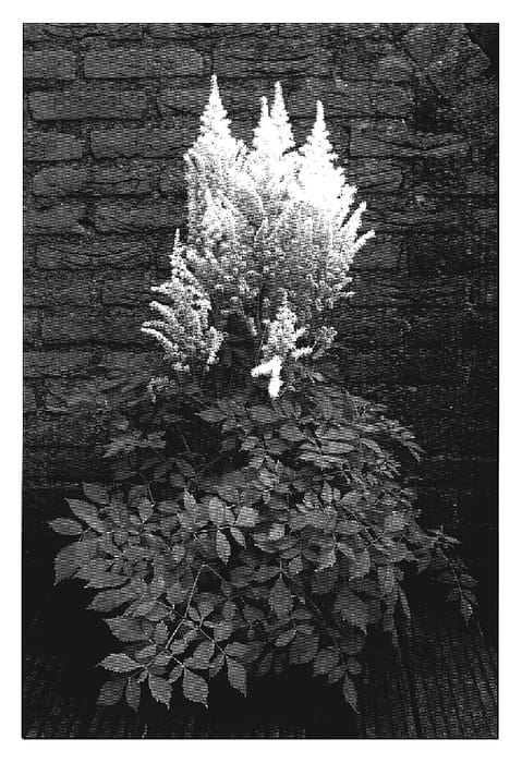 Figure 1 of US plant patent PP19092, the photograph of Diamonds and Pearls printed in the patent.