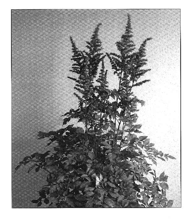 Figure 1 of US plant patent PP19093, the photograph of Love and Pride printed in the patent.