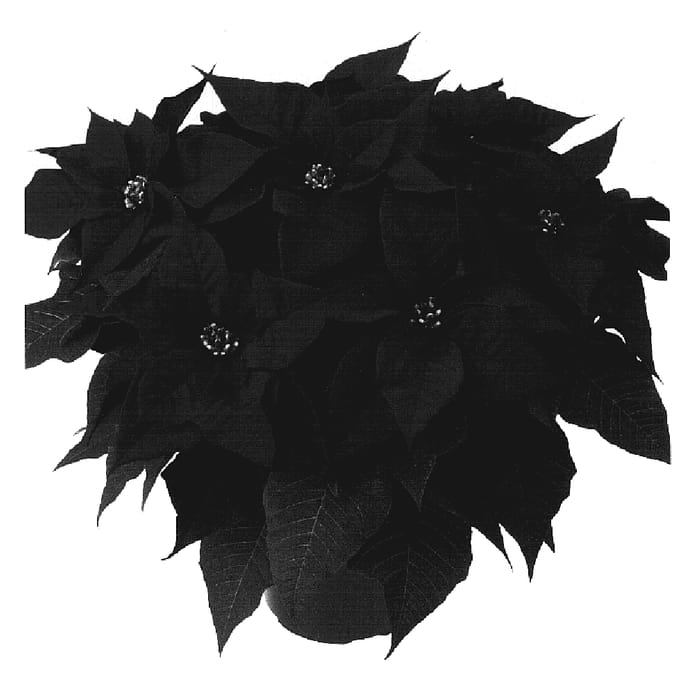 Figure 1 of US plant patent PP19094, the photograph of Duescandic printed in the patent.