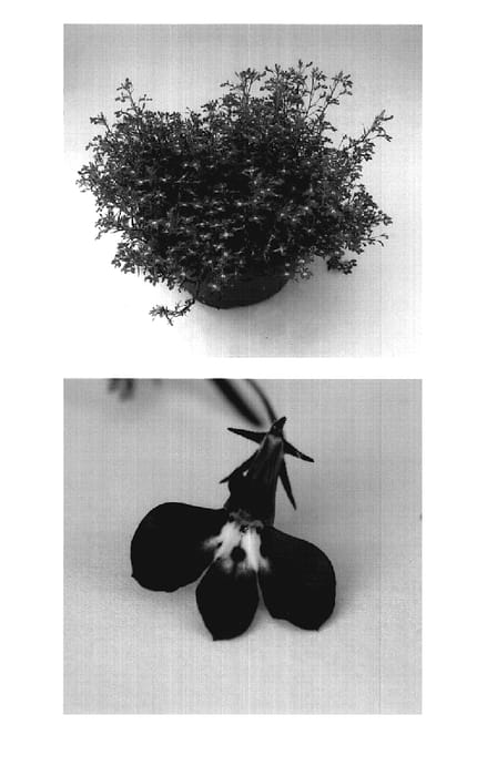 Figure 1 of US plant patent PP19095, the photograph of Wesloblue printed in the patent.