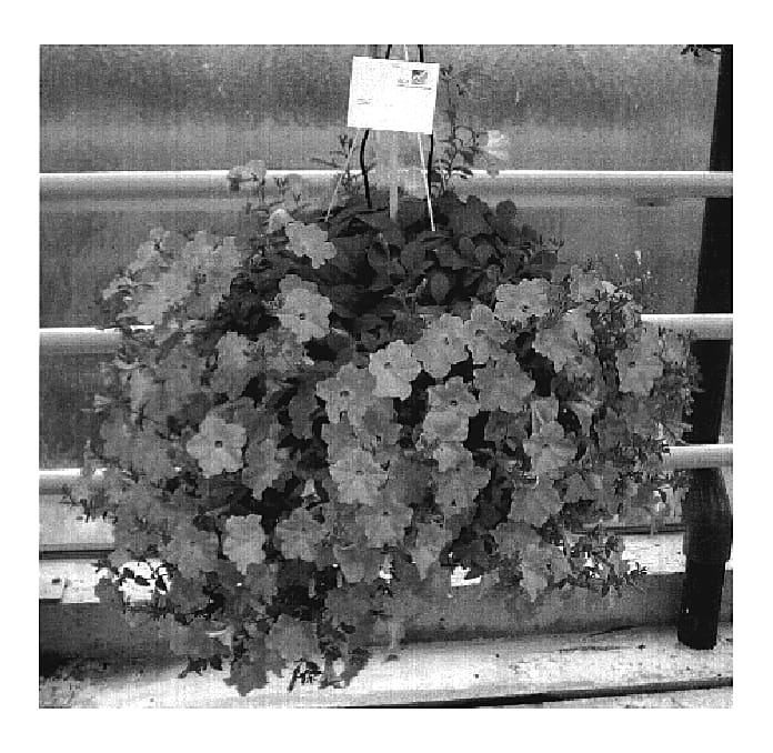 Figure 1 of US plant patent PP19096, the photograph of Fort Trailing Light Lavender printed in the patent.