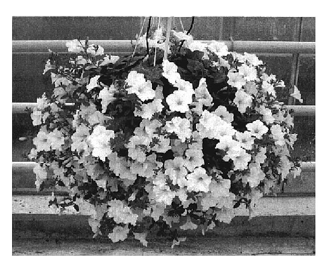 Figure 1 of US plant patent PP19097, the photograph of Fort Trailing White printed in the patent.