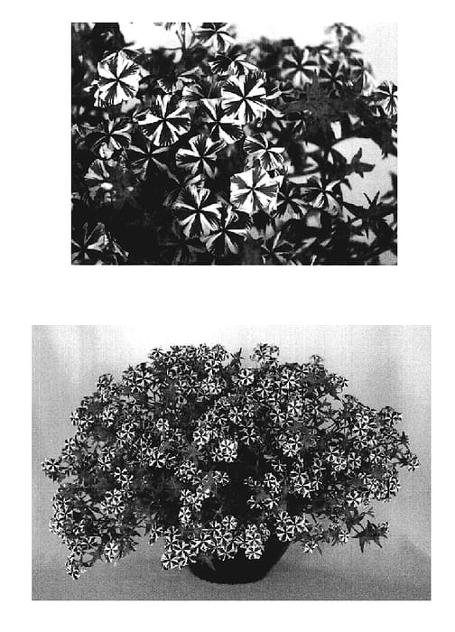 Figure 1 of US plant patent PP19098, the photograph of USPHL03M printed in the patent.