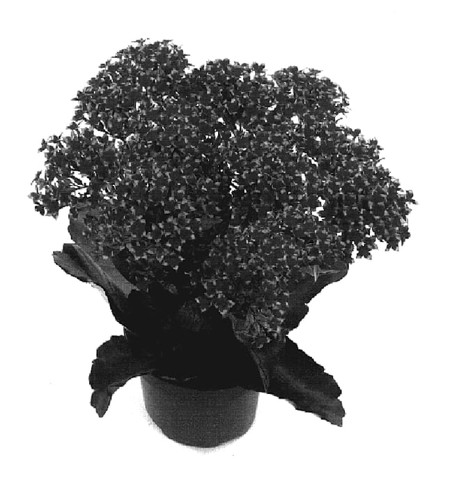Figure 1 of US plant patent PP19099, the photograph of Mayon printed in the patent.