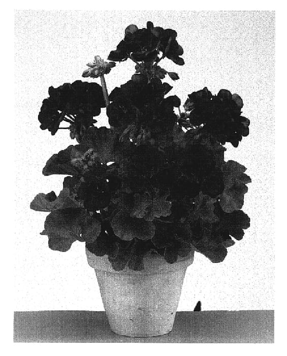 Figure 1 of US plant patent PP19100, the photograph of Gentrebu printed in the patent.