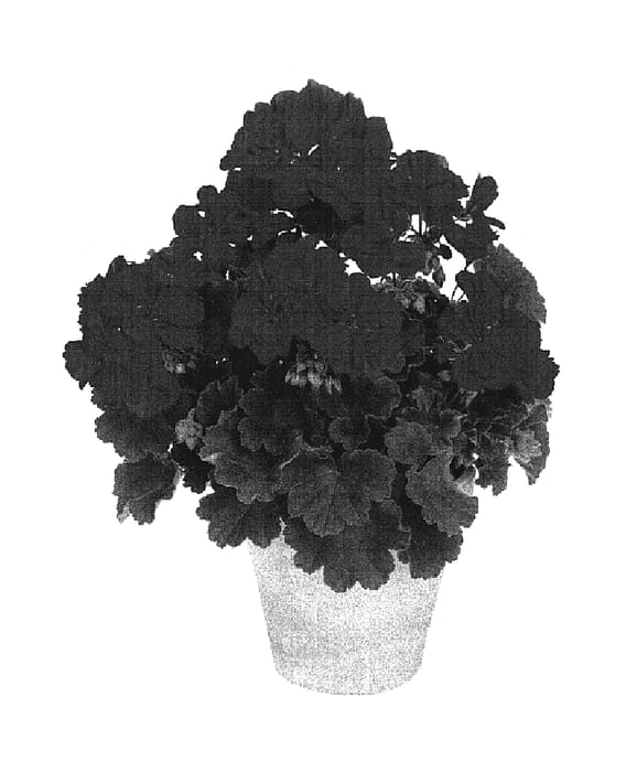 Figure 1 of US plant patent PP19101, the photograph of Genbored printed in the patent.
