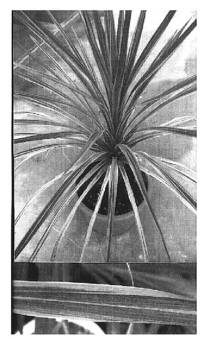 Figure 1 of US plant patent PP19102, the photograph of Southern Splendour printed in the patent.
